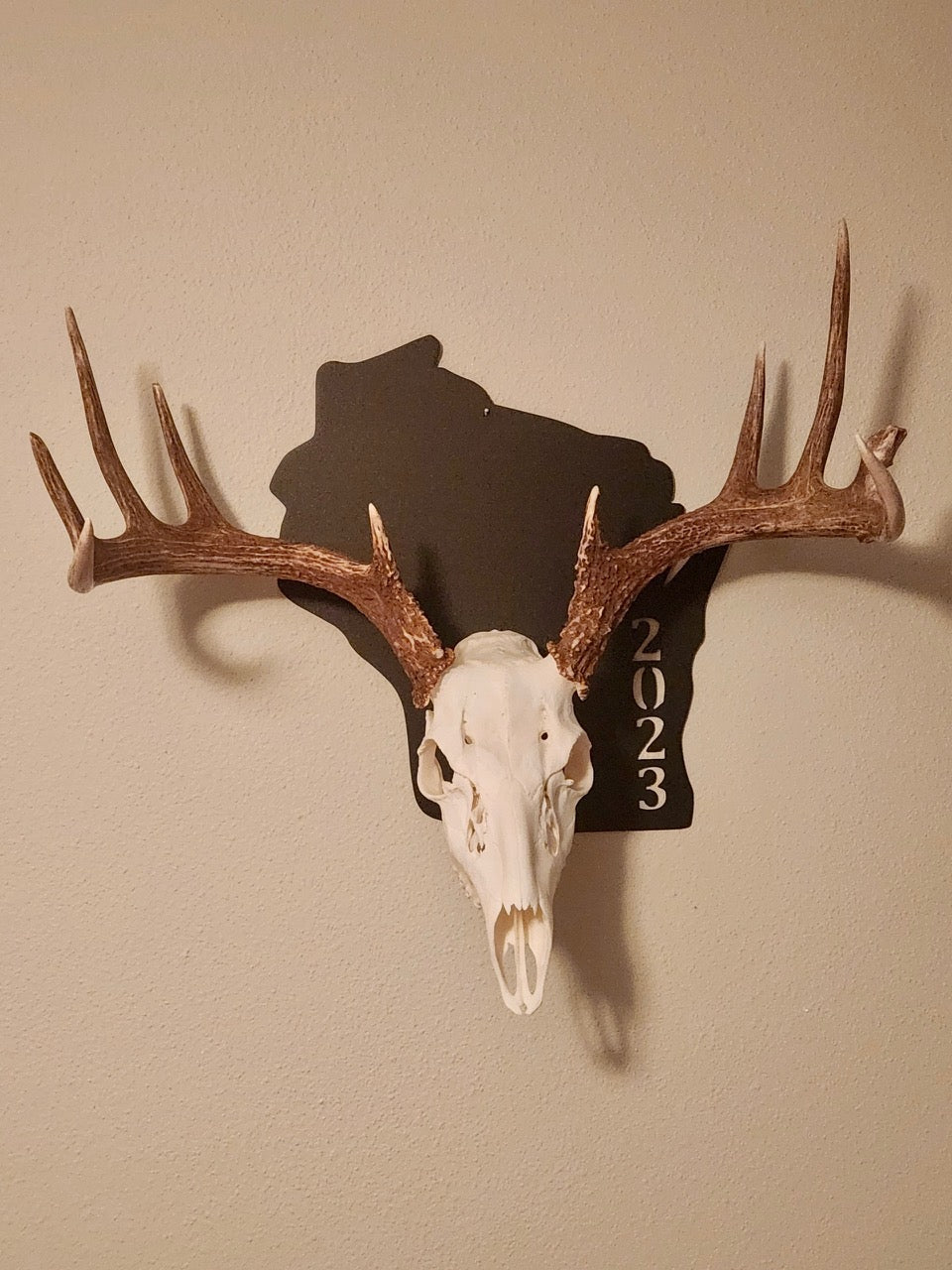 Wisconsin European Deer Mount - Inventory Sale